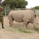 Sudan, the last male northern white rhino, at the Ol Pejeta Conservancy in Kenya. Sudan died in March 2018